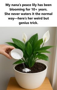Peace Lily Care Secret: Forget Water—Use This Instead for Lasting Beauty